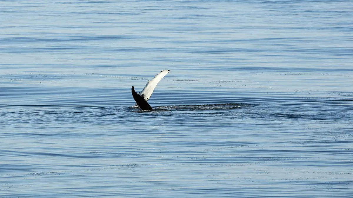 Ein Buckelwal hebt die Fluke in norwegischen Gewässern