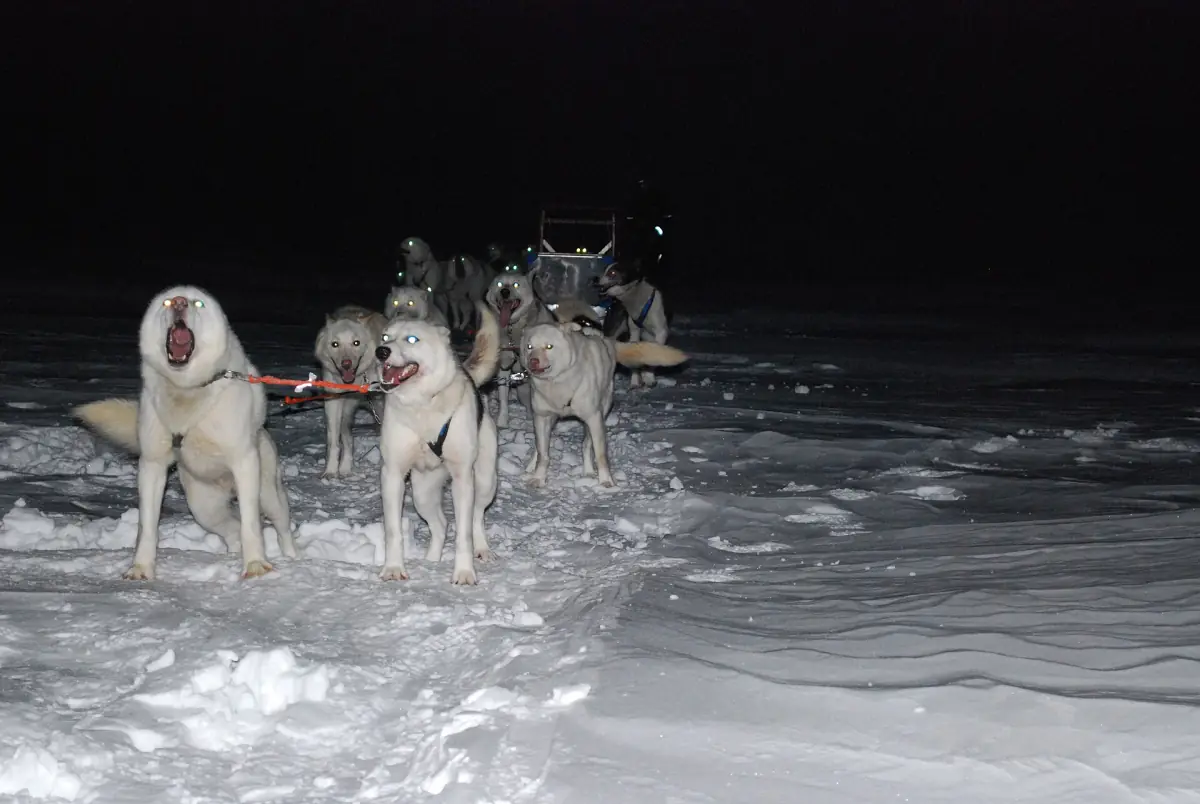Ein Husky-Gespann zieht einen Schlitten durch den nächtlichen Schnee