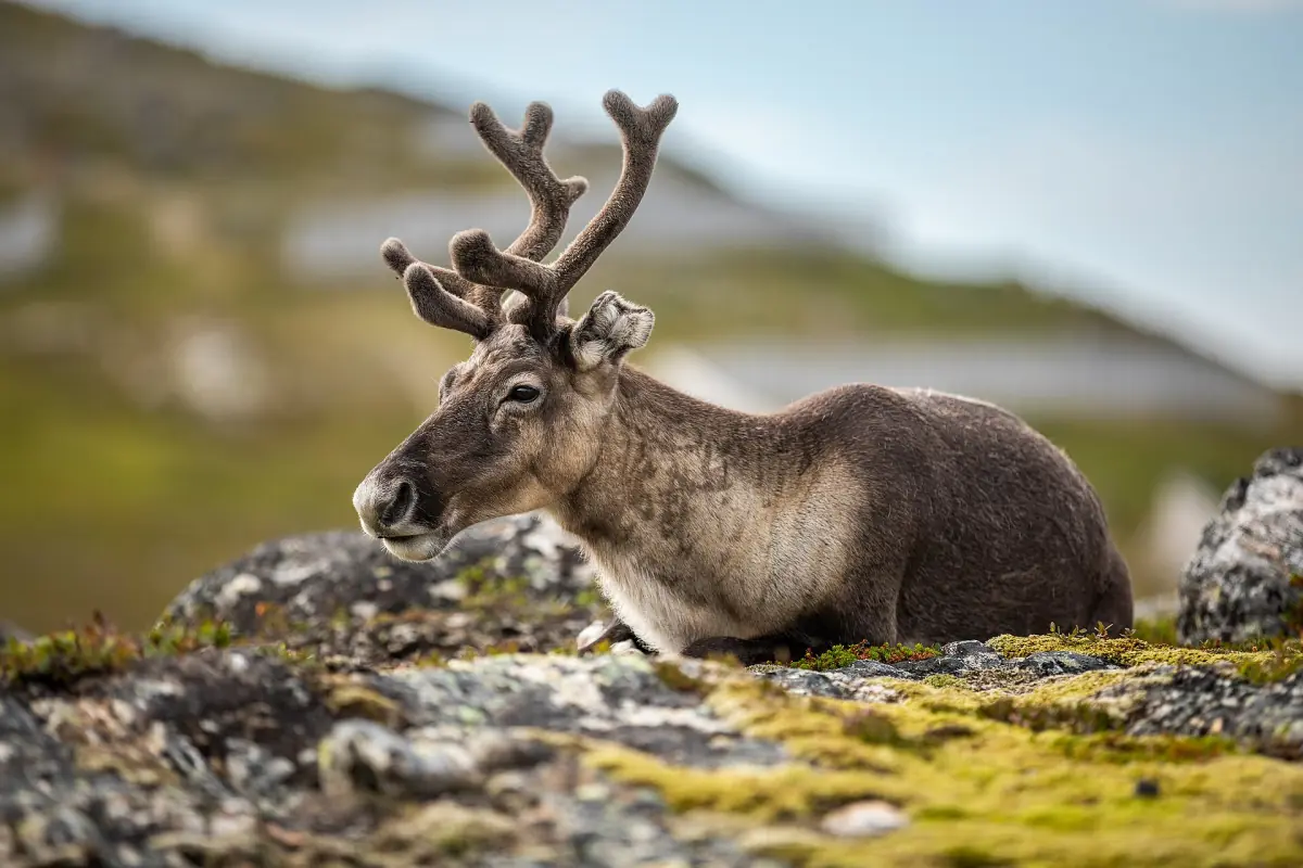 Ein Rentier ruht auf Felsen und Moos in Nordnorwegen